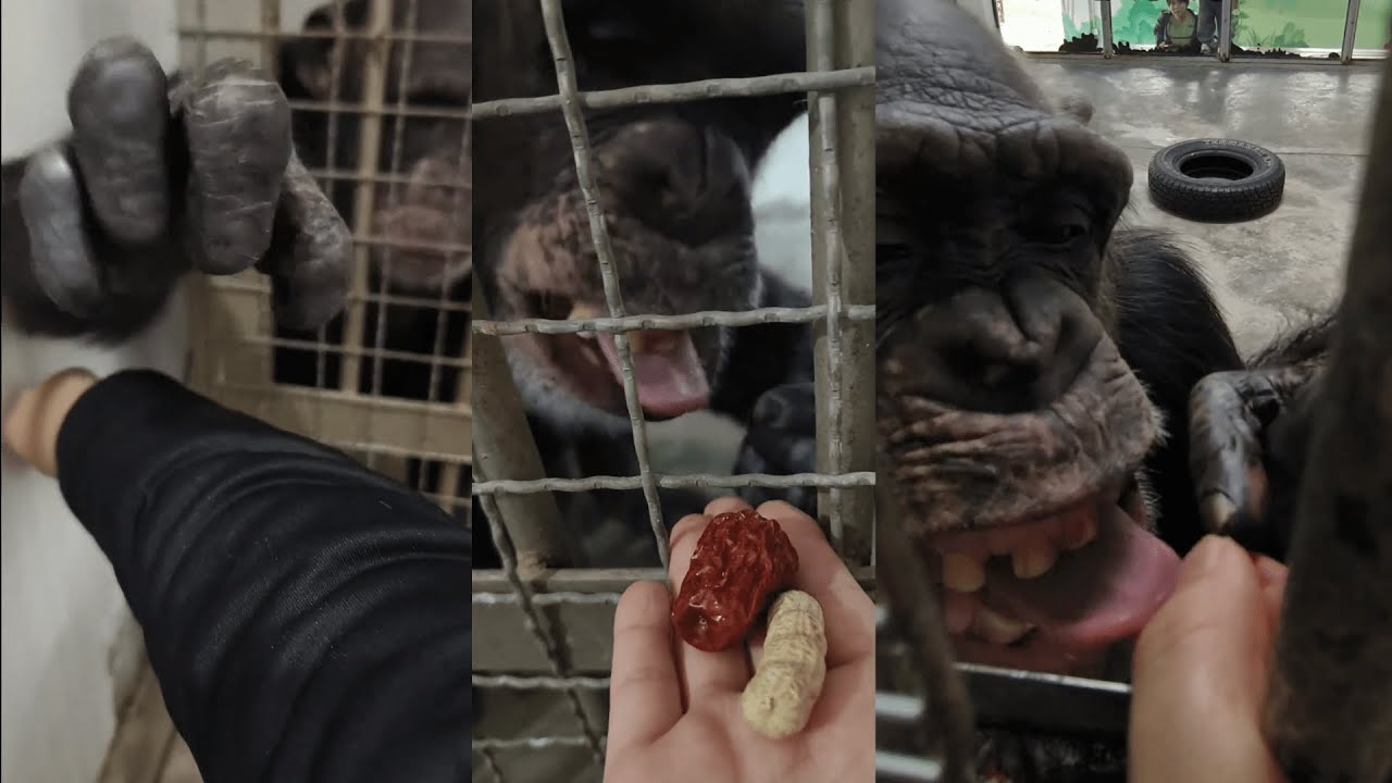 ASMR Chimpanzee Grooming People sounds: Stress Reliever #foryou #monkeygrooming  #chimpanzeegrooming