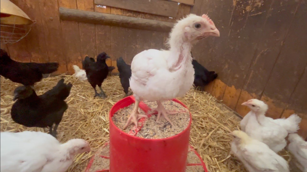 Malá KUŘATA a SLEPIČKY🐔 Co dělají, když se nedíváme?