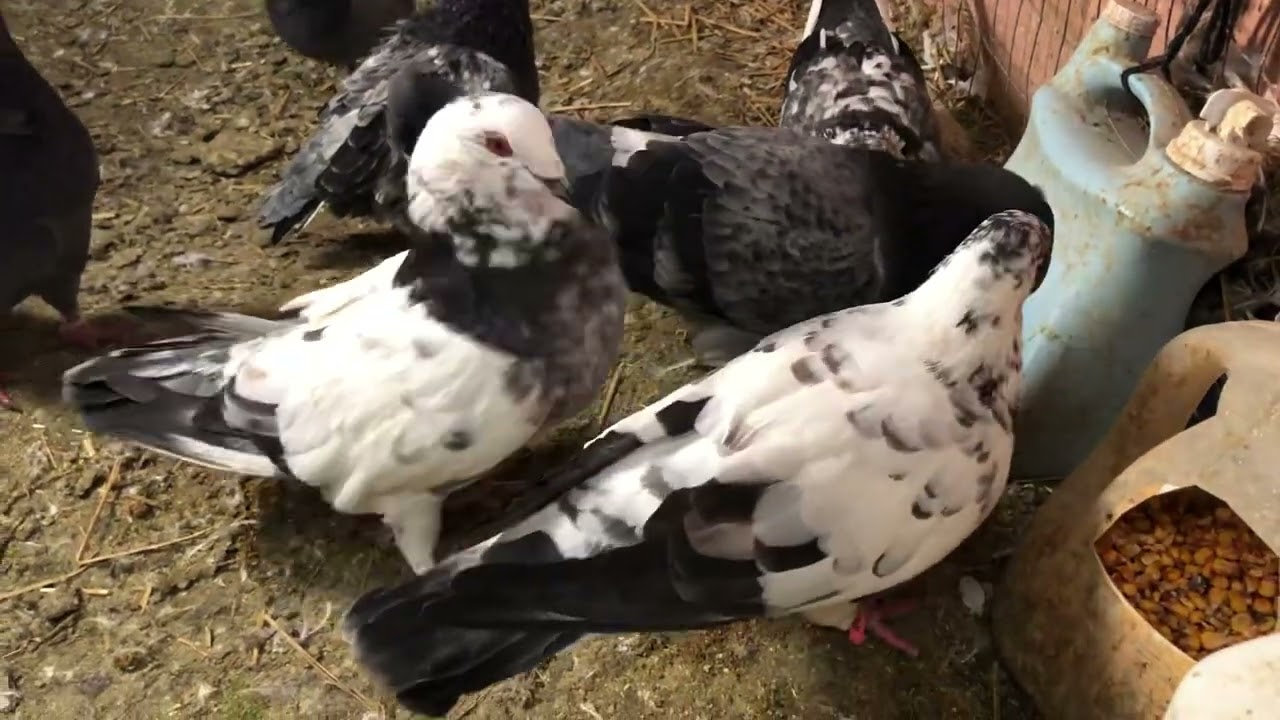 Giant runt pigeon