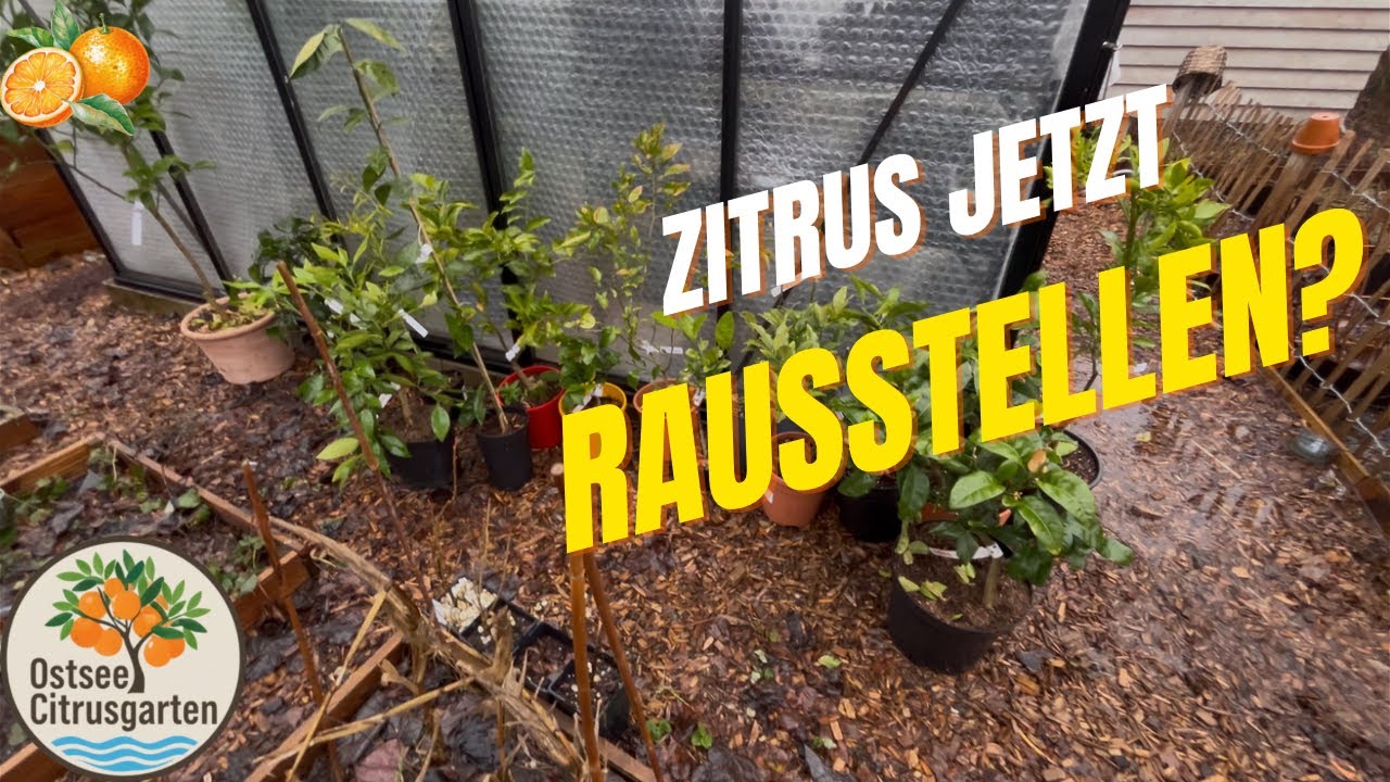 Zitrus jetzt rausstellen? 🌿 Welche Sorten im März schon nach draußen dürfen – und welche nicht!