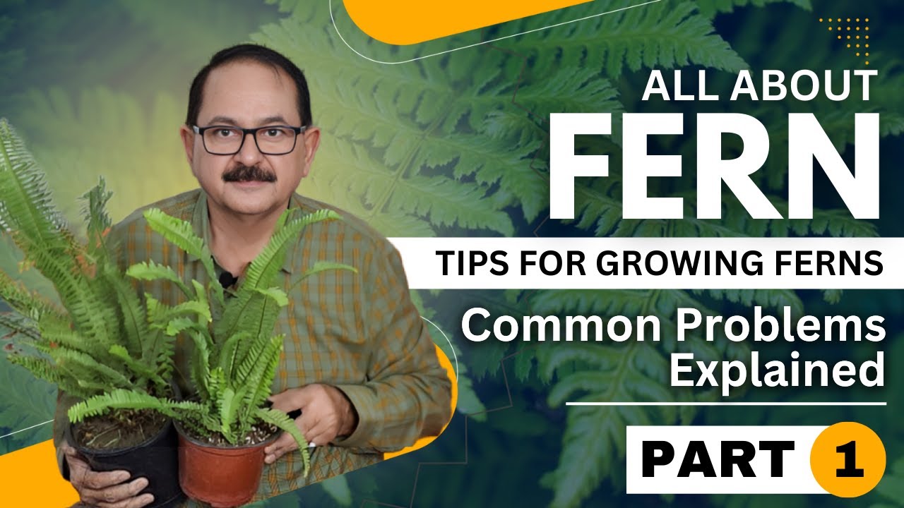 All About Fern | Fern care I Tips for Growing Healthy Ferns I Taarun Chopraa