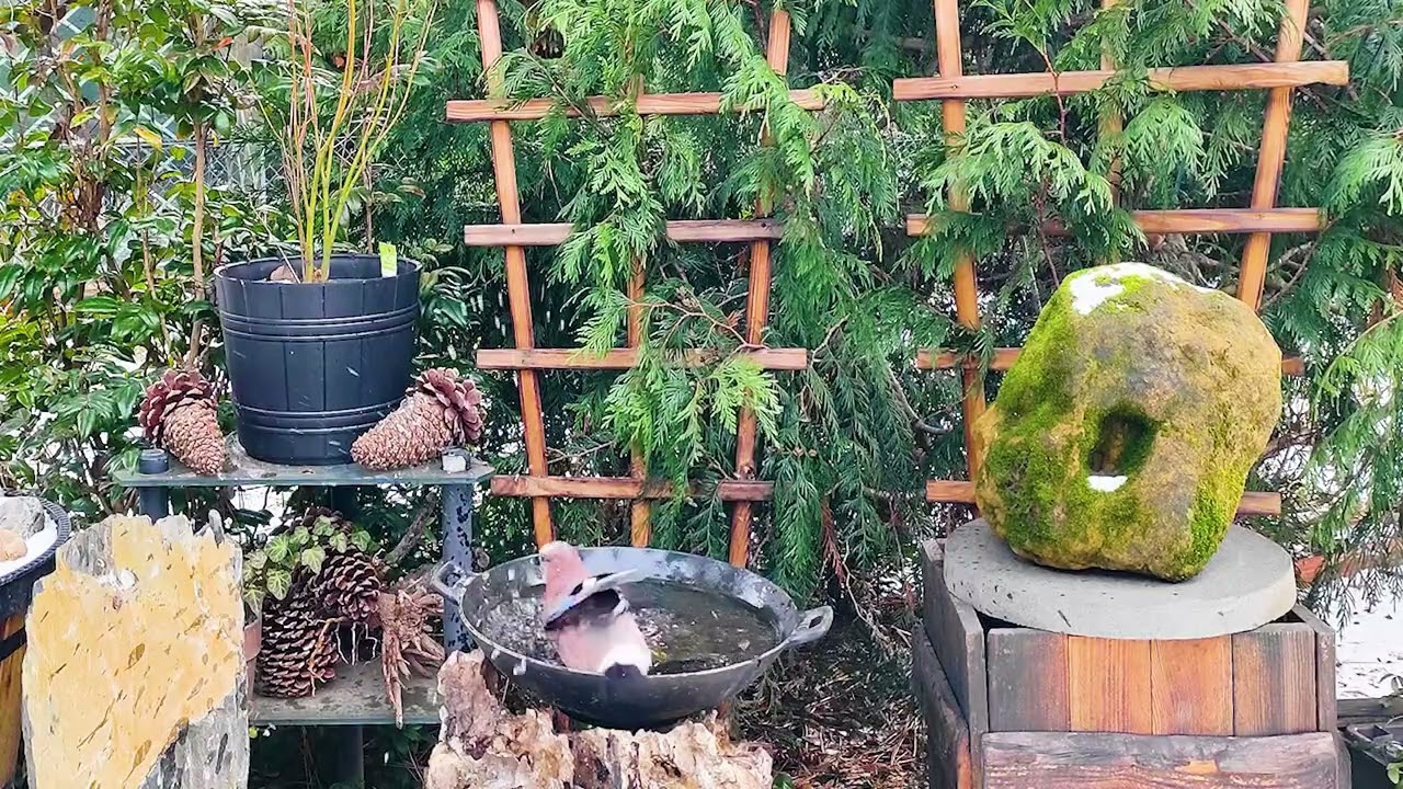 Birds taking a bath on 1st of January 2026 - cold winter day