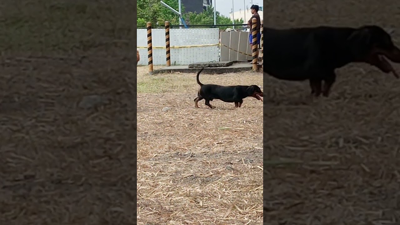 Playing Dasher  To The Big Dog 
