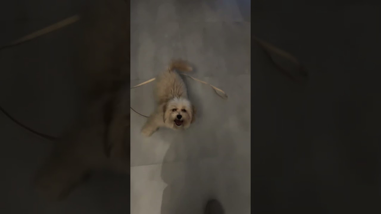 Jumping baby😅 #lifewithdogs #puppy #pets #maltesedog #maltipoo