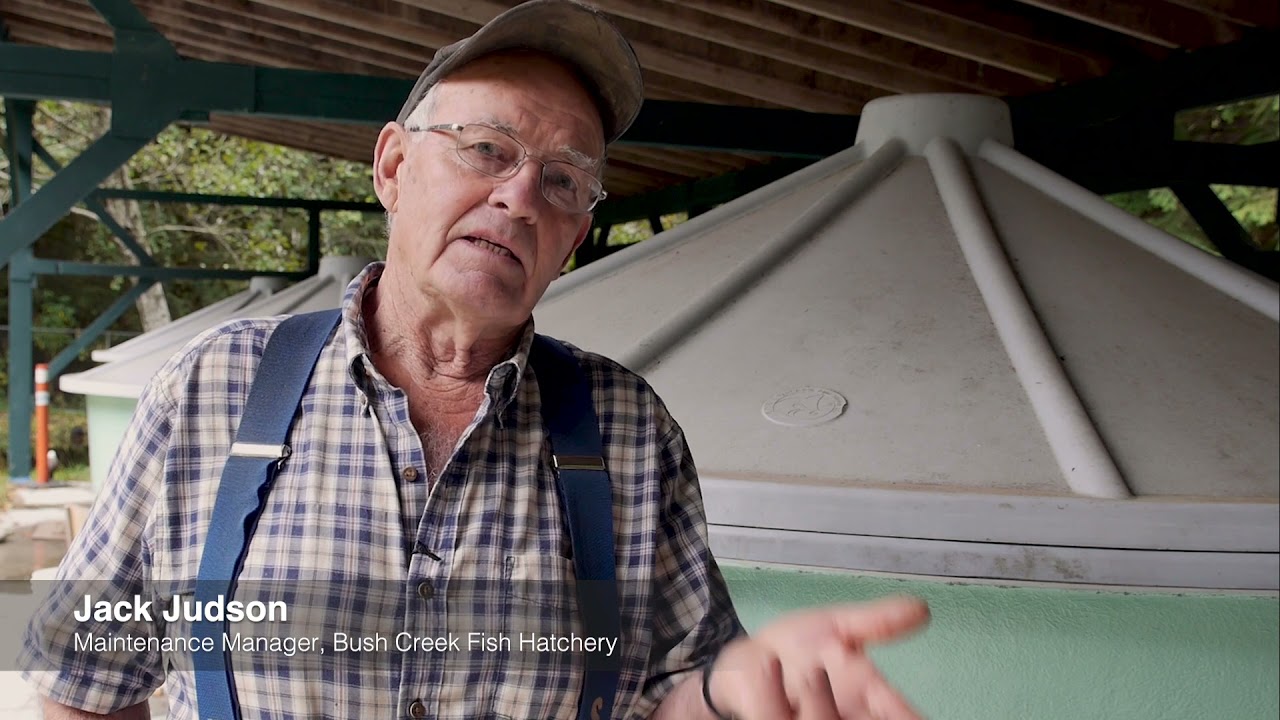 Community-led salmon stewardship with Mosaic Forest Management