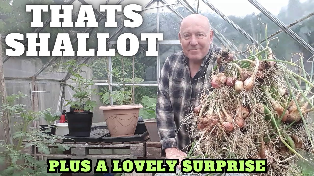 Harvesting Our Shallots [Gardening Allotment UK] [Grow Vegetables At Home ]
