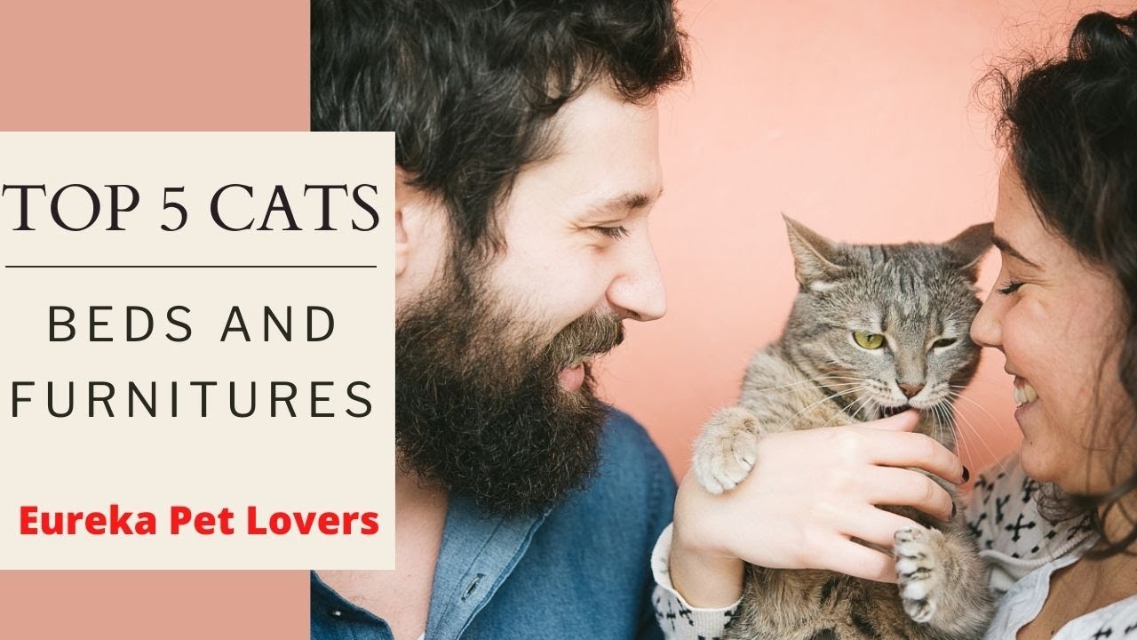 Top 5 cat beds and furniture's | Amazon | Video | Review
