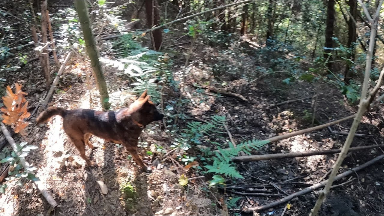 狩猟生活の始まりと甲斐犬の華ちゃん猟犬デビュー