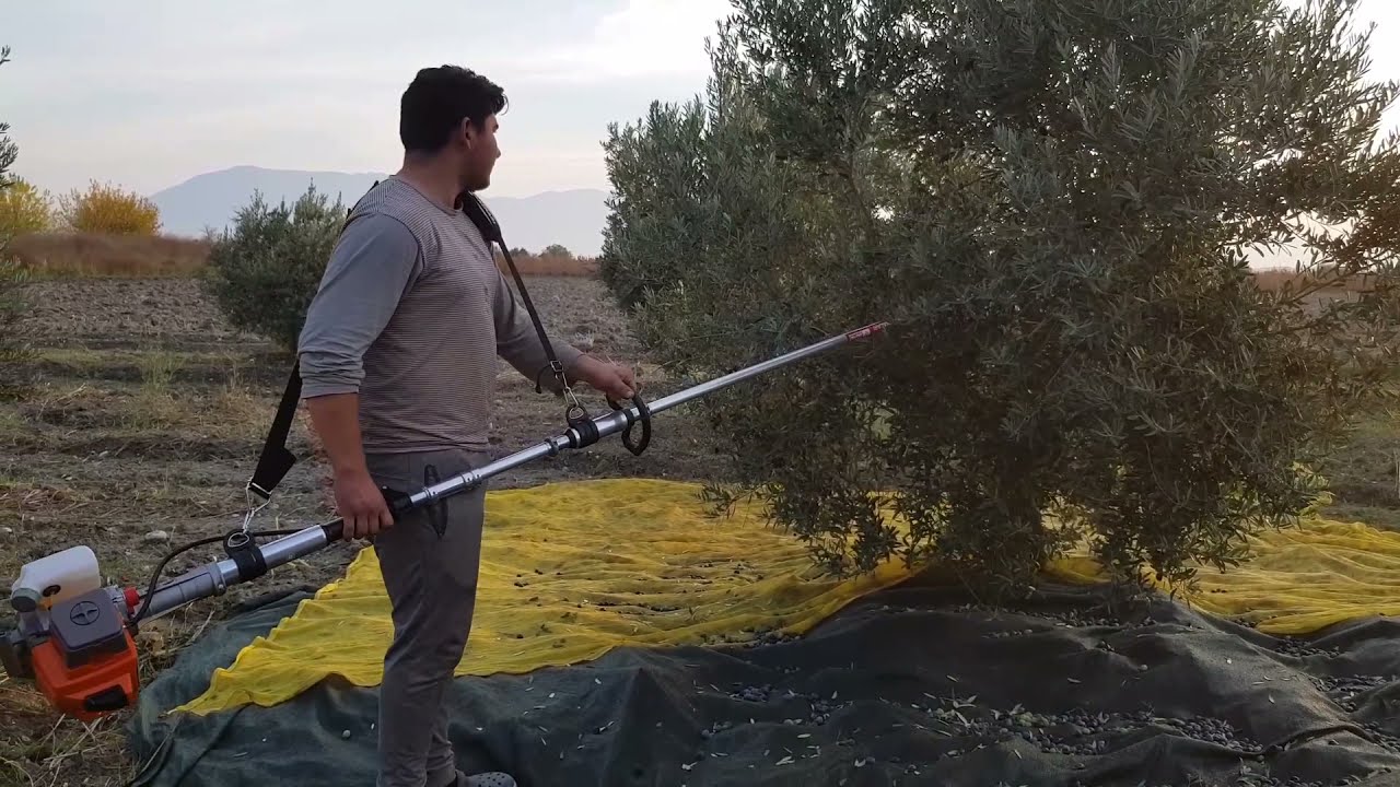 REKOR VERİM! TRİLYE ZEYTİN HASADI YAPIYORUZ | HASAT MAKİNESİ ALDIK