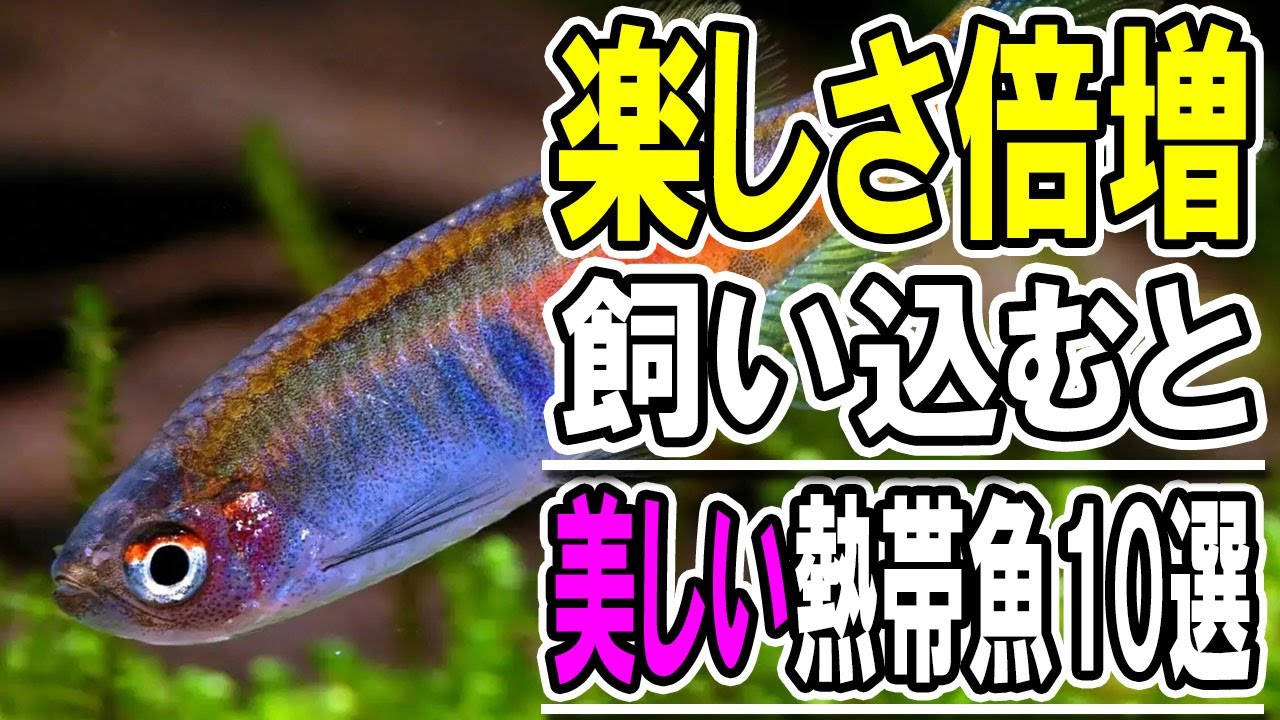 水槽に新たな感動を！育てる喜びが倍増する熱帯魚10選【淡水魚 アクアリウム】