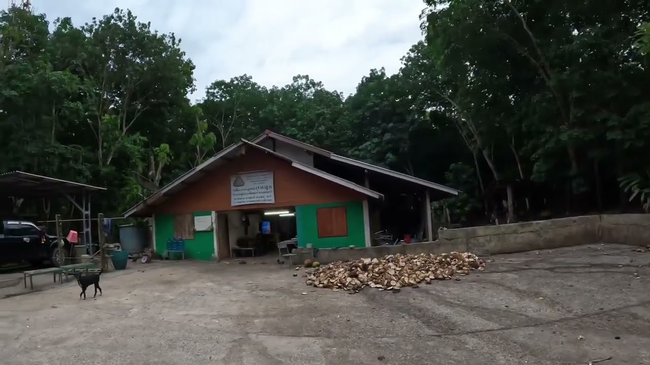 Road to a rubber tree farm in Thailand