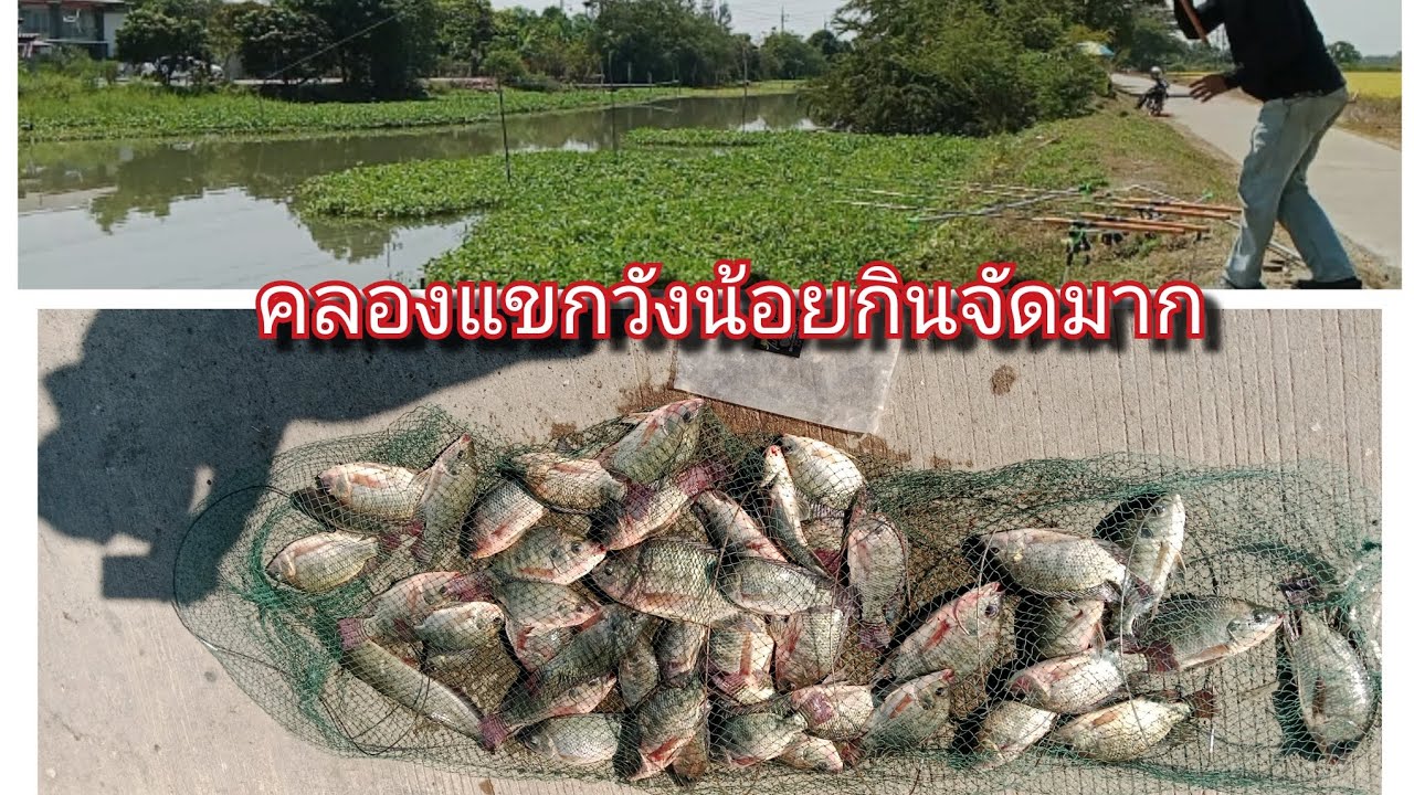 ตามล่าปลานิลคลองแขกวังน้อย 21 ก.พ2569 6.00-15.00  EP ที่ 3 เหยื่อหน้าโจไม่มีเหงา พิกัดใต้คอมเม้นครับ