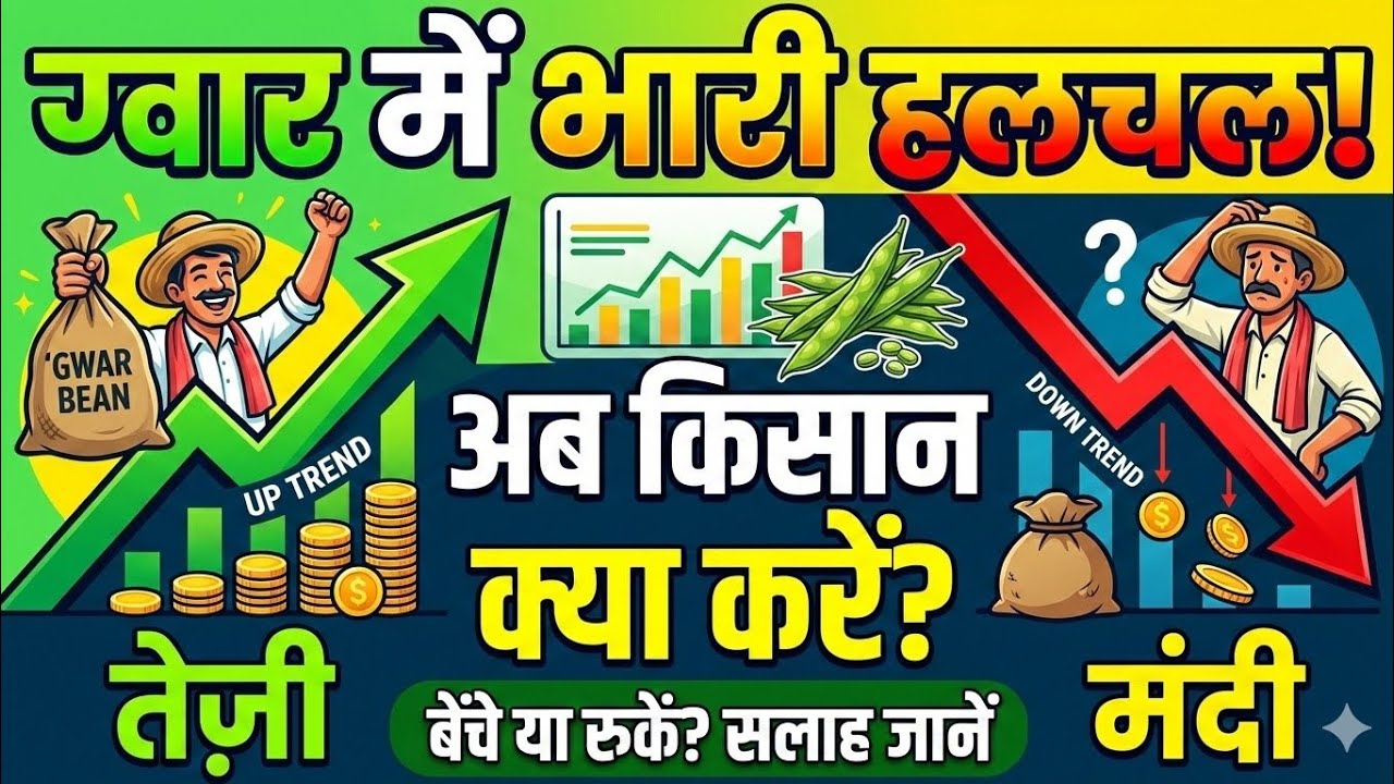 ग्वार में भारी हलचल! कहीं तेज़ी तो कहीं मंदी, अब किसान क्या करें? 📈