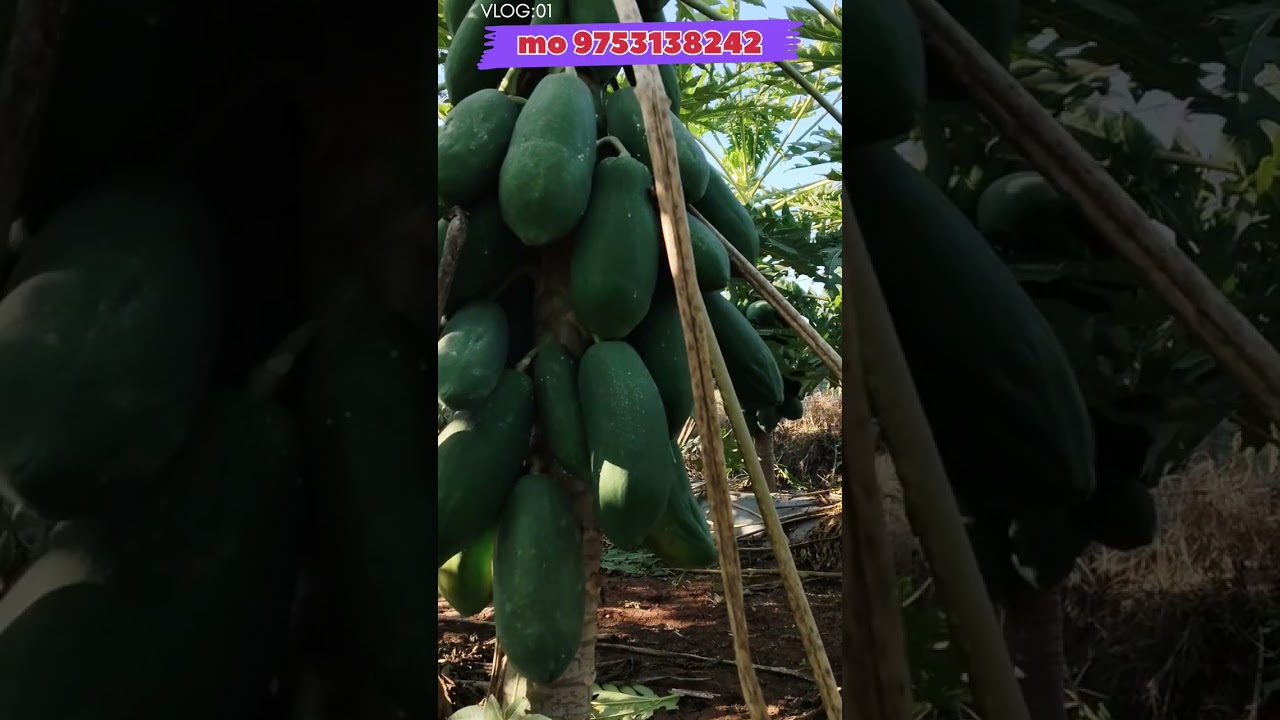 पपीते कि सबसे बेस्ट वैरायटी VNR अमीना कि जानकारी #viralvideo #trendingvideo#viral #farming 