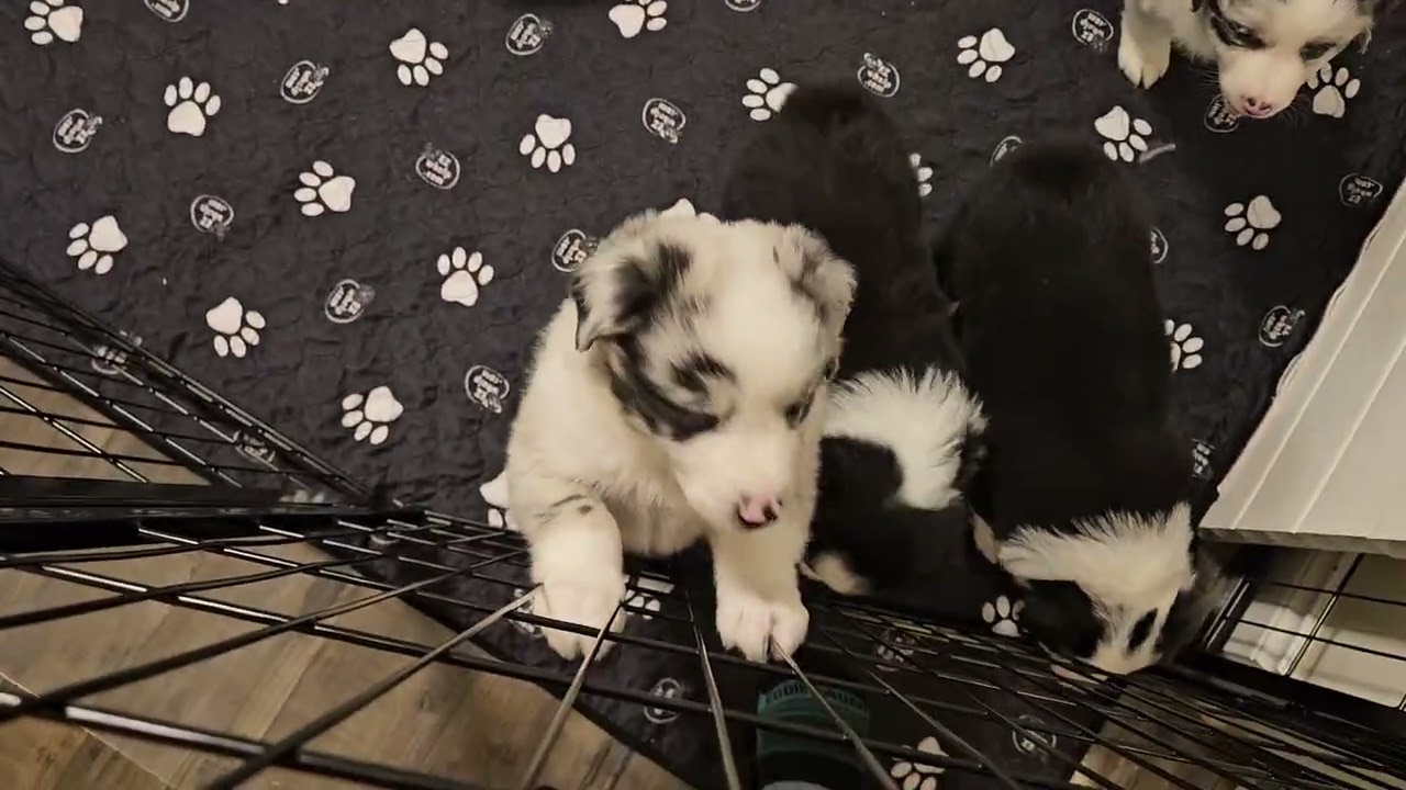 Moxie's babies are having fun! 5.5 weeks old,  Australian shepherd puppies!