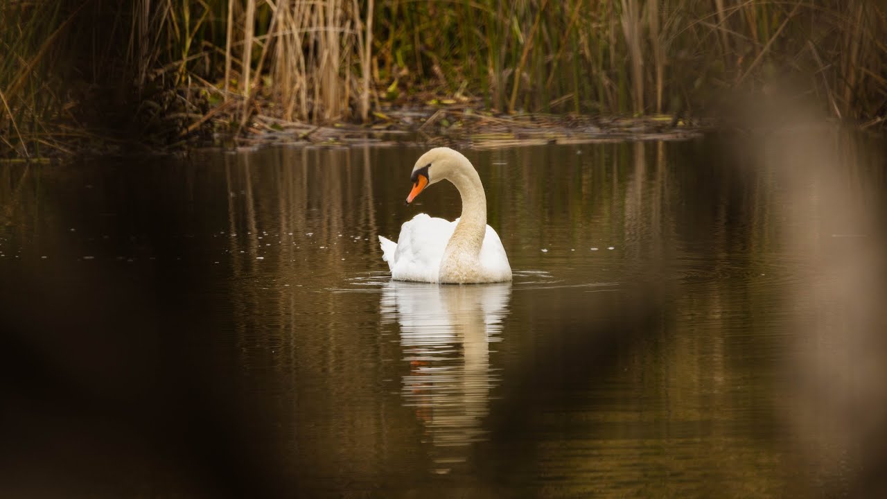 Bird photography lessons