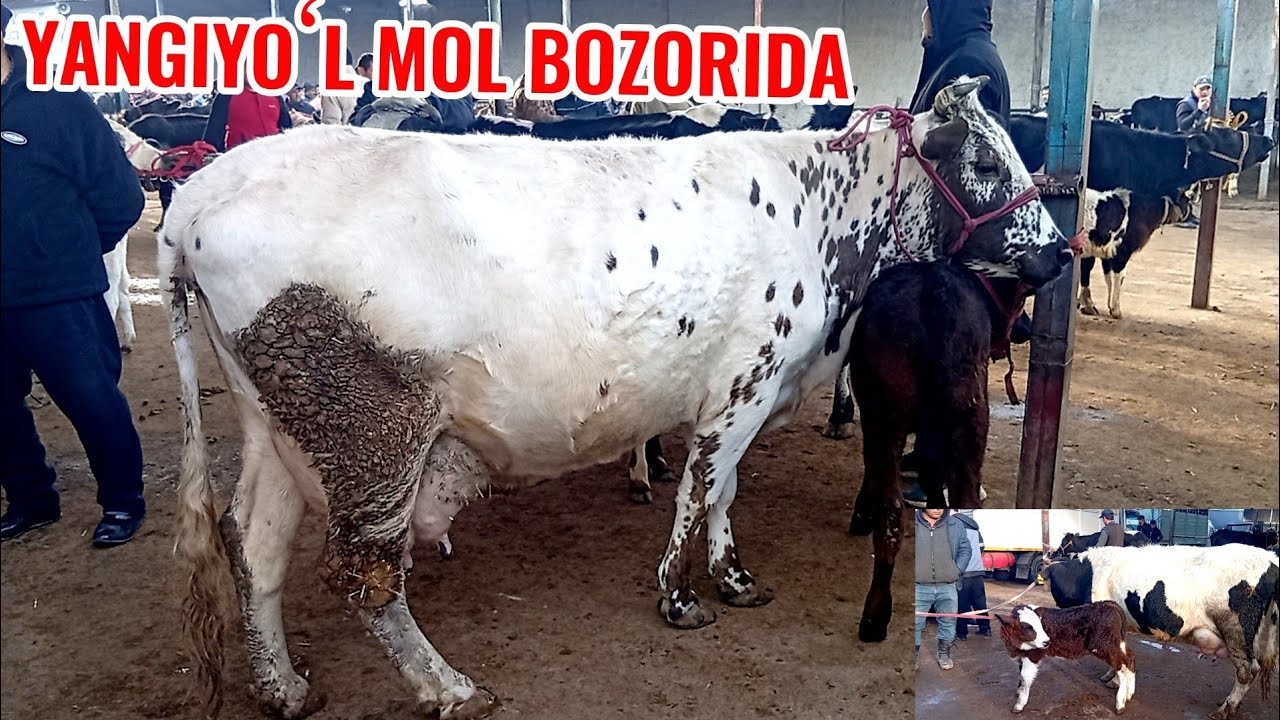 YANGIYOʻL MOL BOZORIDA ONA -BOLA SIGIRLAR NARXLARI BILAN TANISHAMIZ 🐄🐄🐄