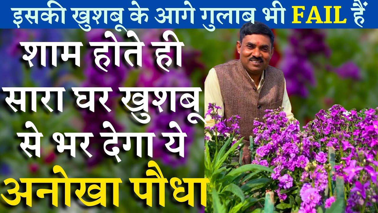 शाम होते ही सारा घर खुशबू से भर जायेगा-बस ये 1 फूल लगा लो || इसकी खुशबू के आगे गुलाब भी फ़ैल हैं