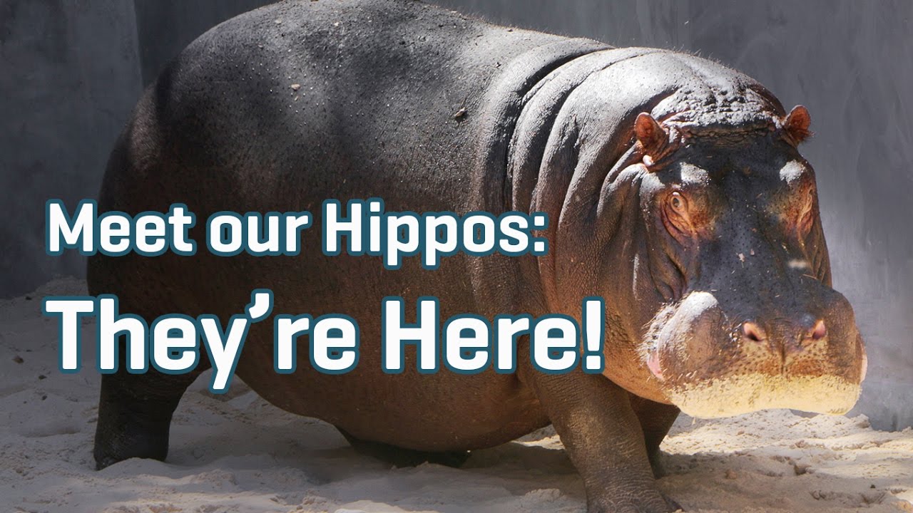Hippos Arrive at Dallas Zoo | Meet Our Hippos Ep. 2