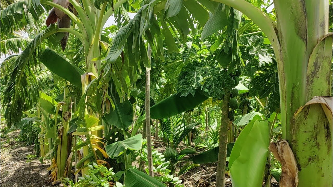 subash palekar natural farming | 5 layer farming