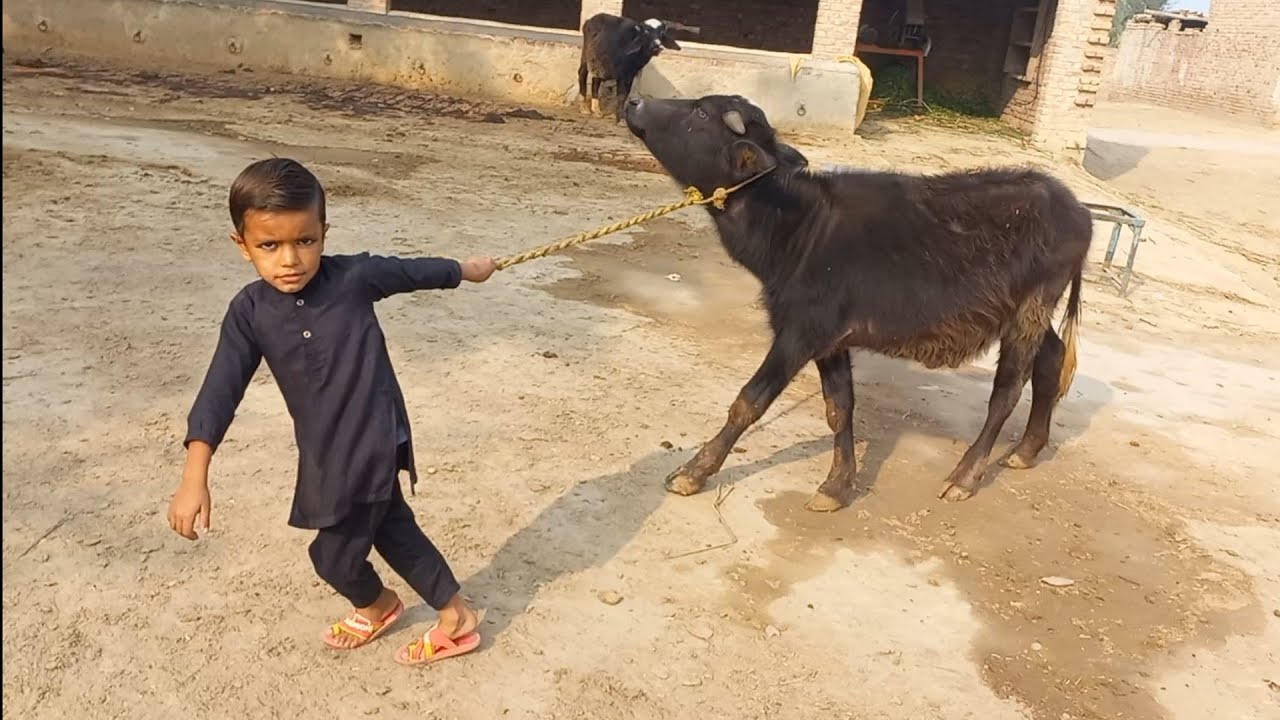 Buffalo grazing | Buffalo farming | Chacha Bhatija
