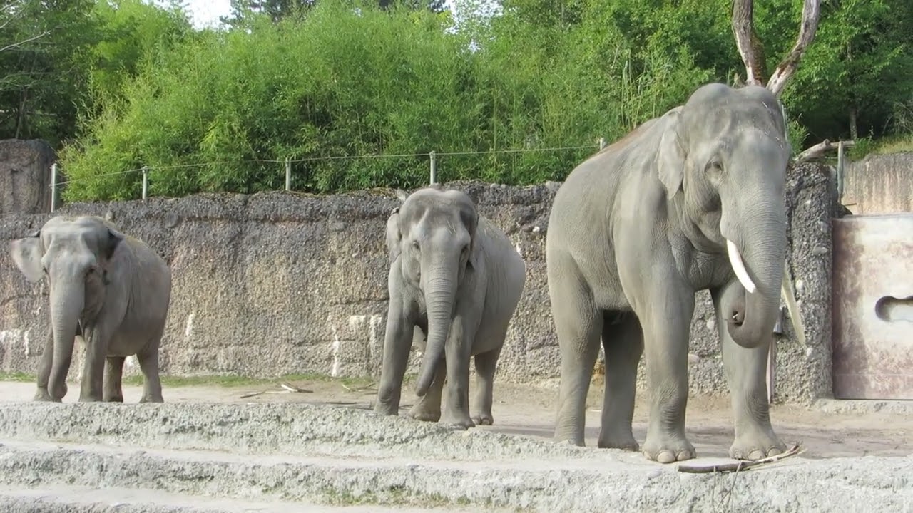 EEG Asiatischer Elefant Zoo Zürich, Schweiz, 1. September 2022, Bulle Thai steht bei Ceyla und Farha