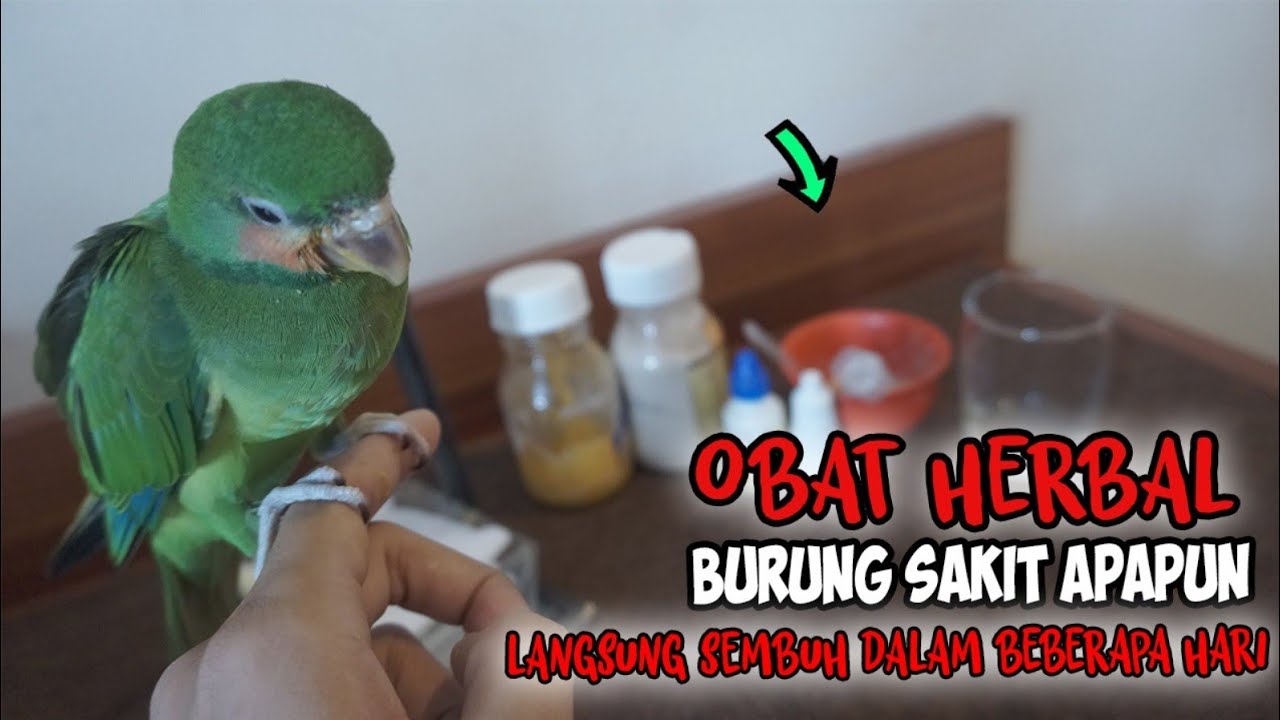 obat herbal penyembuh burung sakit, kurus, muntah, lemas, infeksi pencernaan, untuk stamina dll