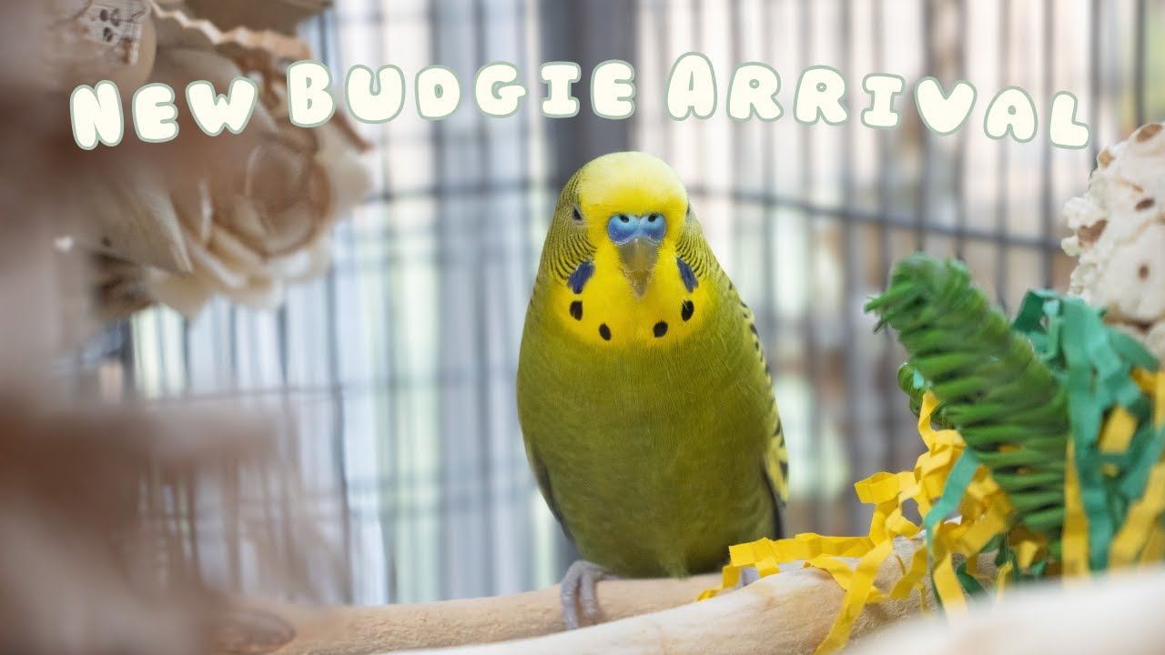 Meet Olive Bloom – My Adorable New Budgie 🫒