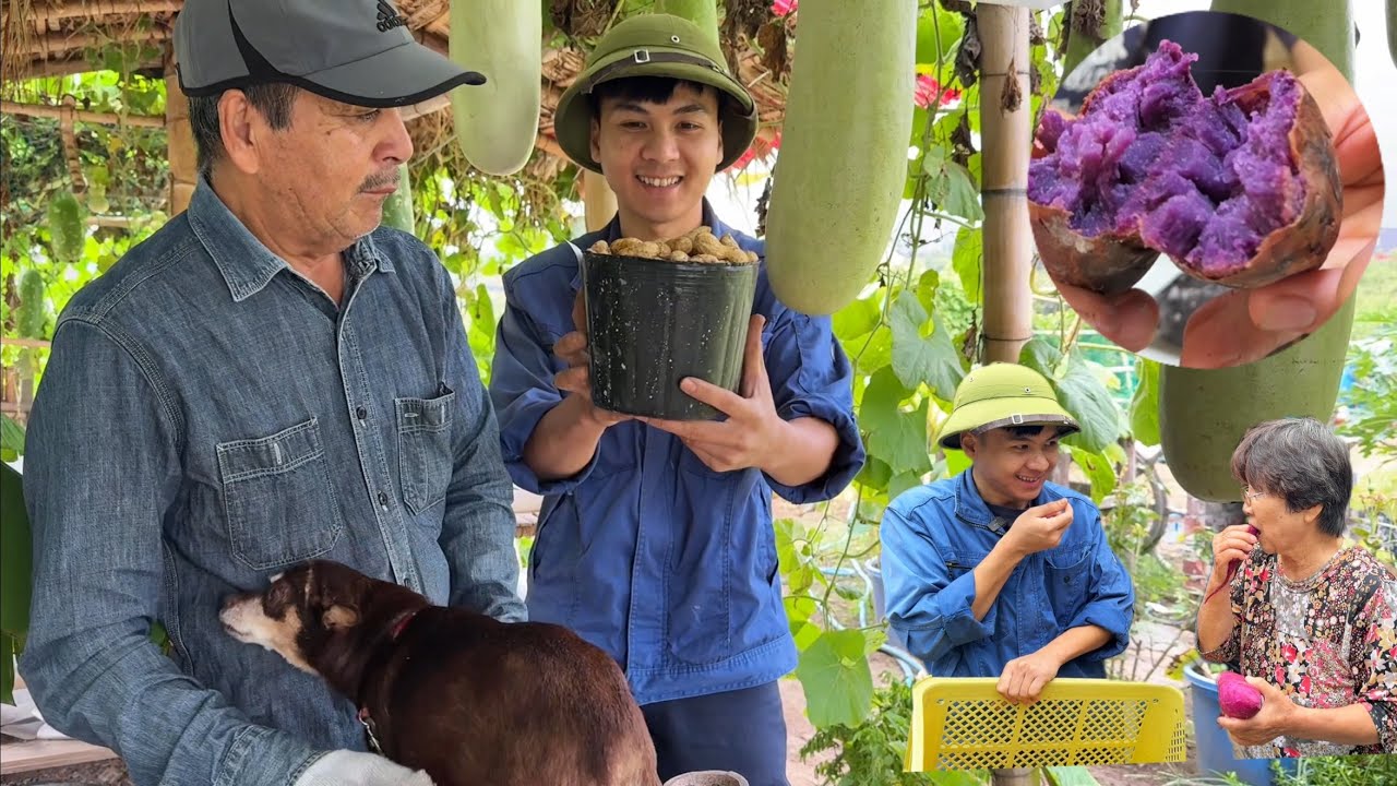 Đào Khoai Lang Tím, Bẻ Ngô, Nhổ Lạc tặng Cụ Chủ Vườn và Bữa Cơm Toàn Rau Củ Trong Vườn Luộc.