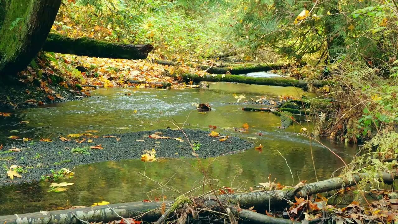 Peaceful Suburban Forest Stream | 4K River Sounds for Relaxation Meditation