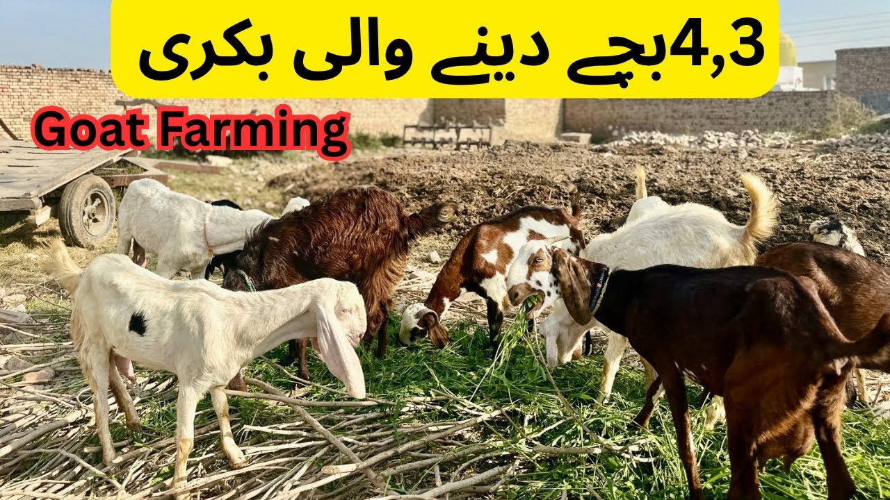 4, 4 bachay denay wali bakriyan | Best goat breed in pakistan #goatfarming #bakrafarming #goatkids 