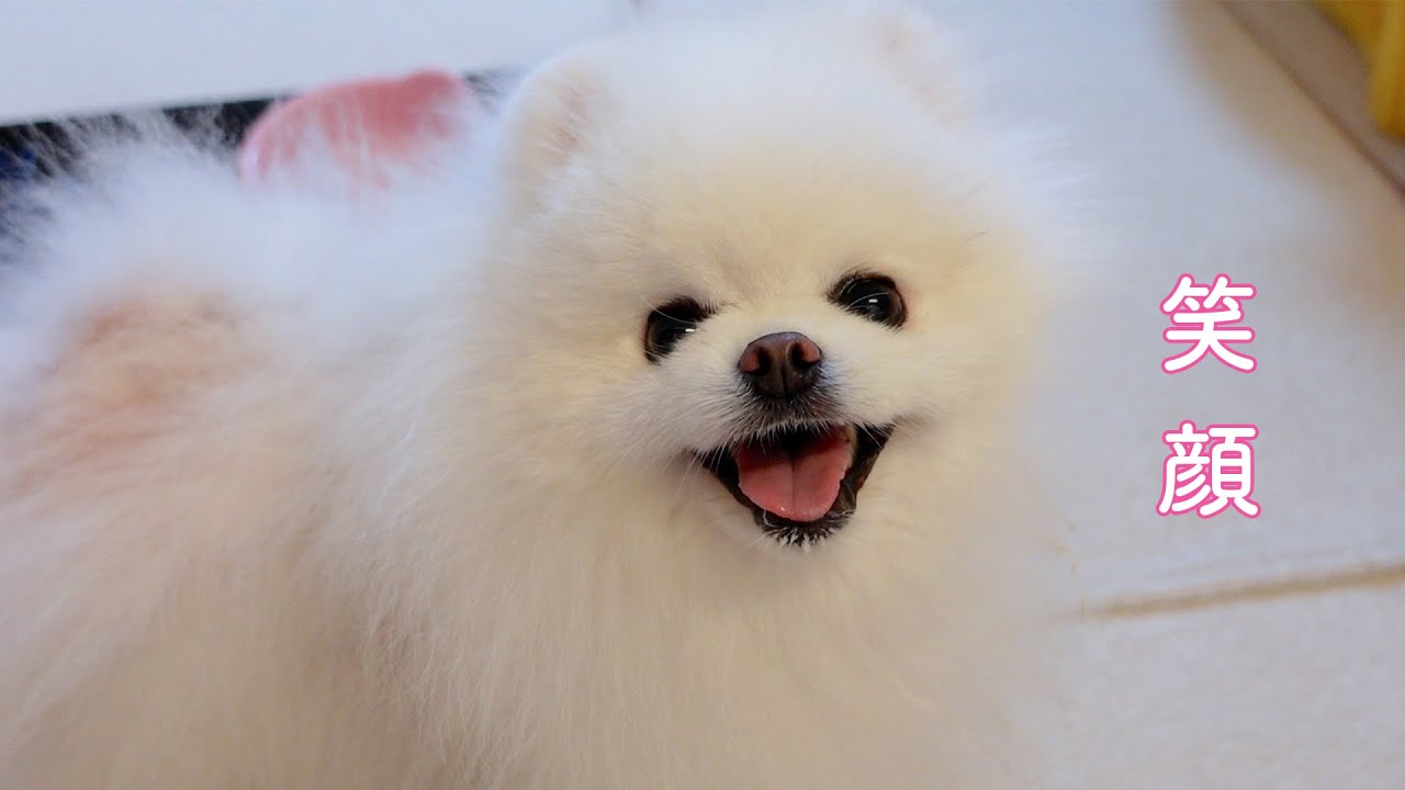 愛犬の大好物を作ってあげたらこんなに笑顔になりました