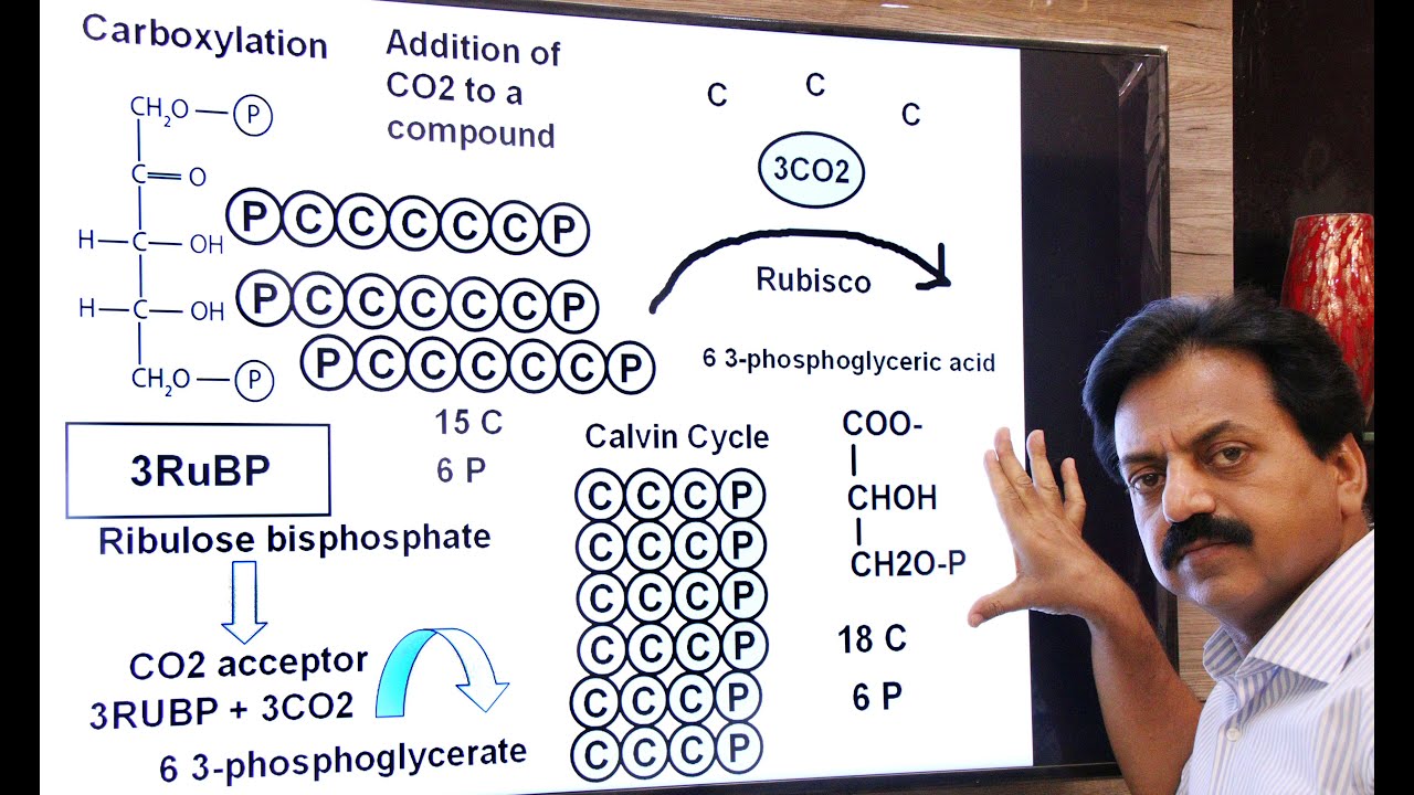 First Year / Chapter 11 / Bioenergetics / Part 15 / Dark Reaction / Calvin Cycle / Fsc Biology Book1