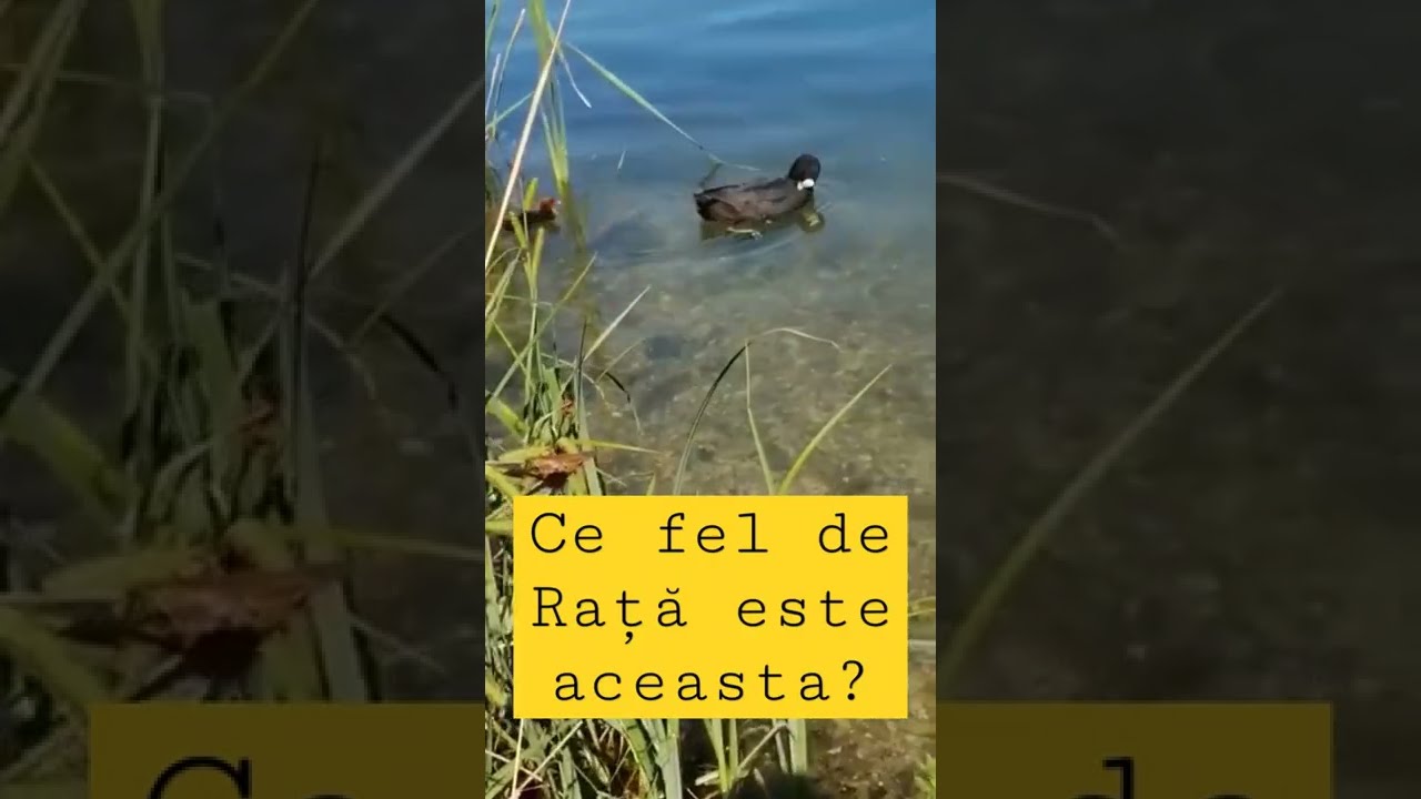 Simplu&Fain pe Lac după Rate