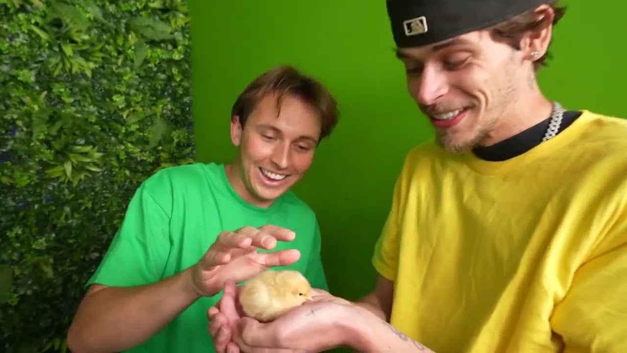 Amp World! We Adopted Animals In One Color