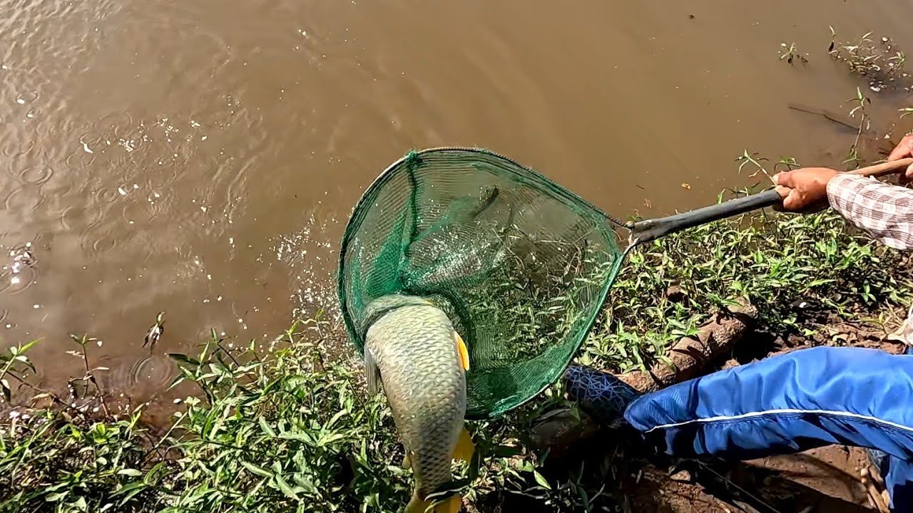 Pescaria de Piapara gigante, uma maior que a outra não cabia no passagua Rio Turvo