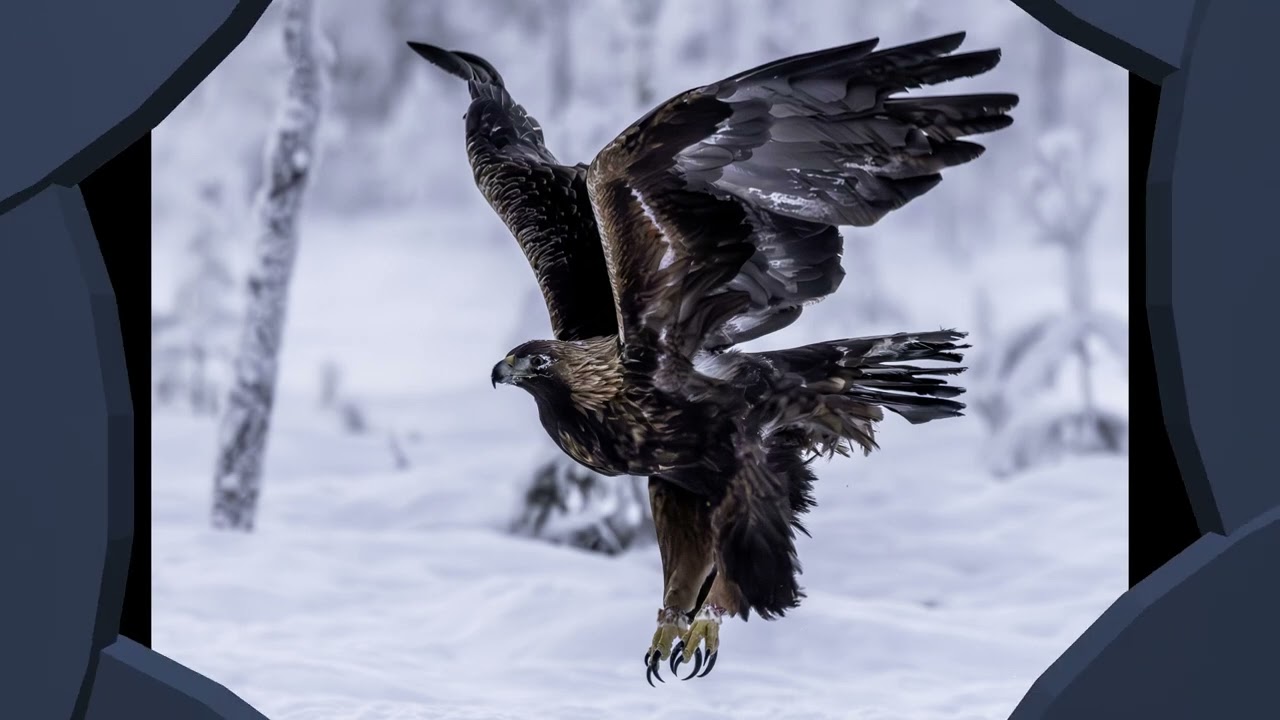 utsikt från ett örngömsle. fotograf agne säterberg