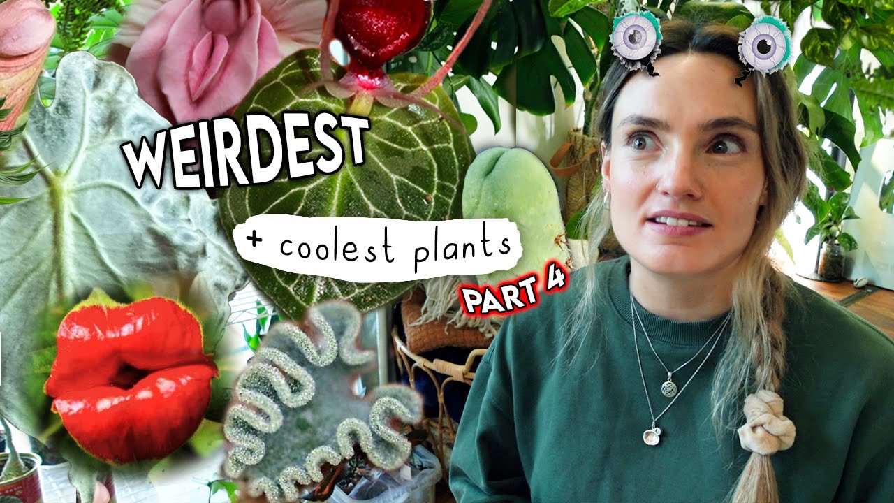 WEIRDEST Unique Plants Right Now 🌿 Top Weird Houseplants Part 4