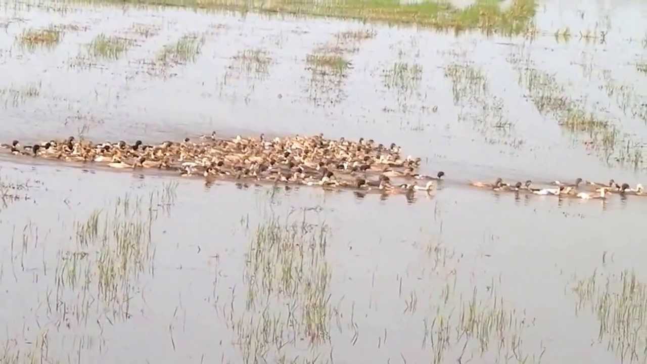 Alappuzha Ducks and Farmer