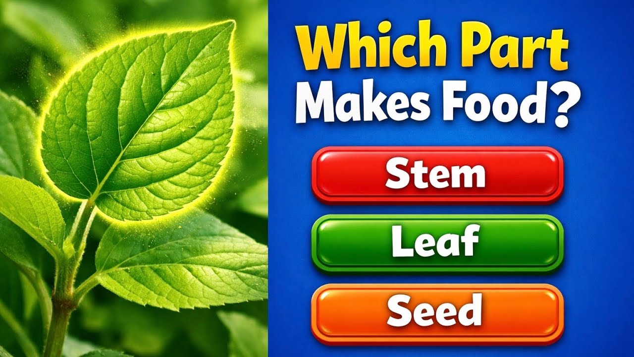 Only 1 in 5 Can Guess This Plant Part! 🌱 Fun Quiz for Kids