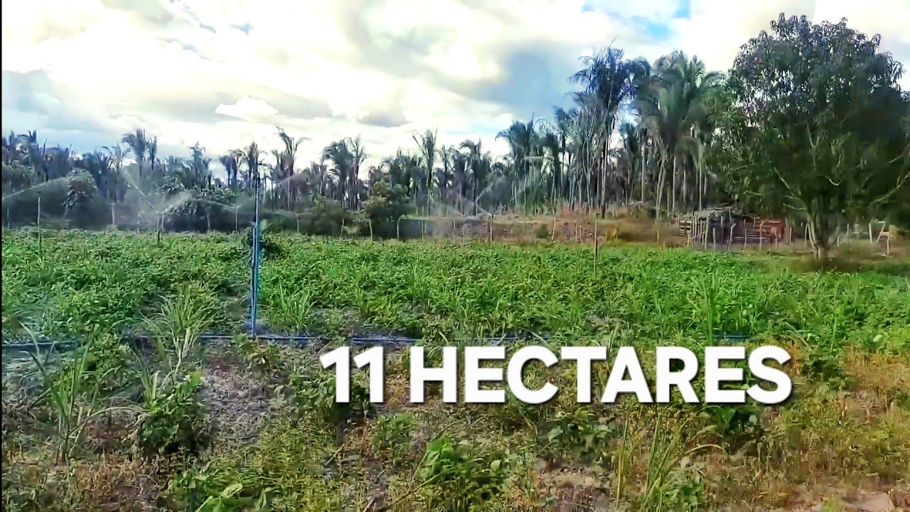 PREÇO REDUZIDO CHÁCARA DE 11 HECTARES NO POVOADO ANGELIM 13 KM DA CIDADE DE ESPERANTINA PIAUÍ