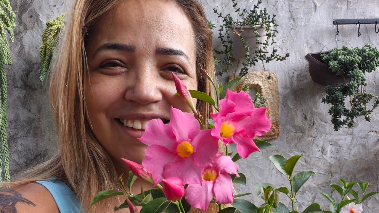 Qual a diferença entre a Dipladenia e a Mandevilla 🥰