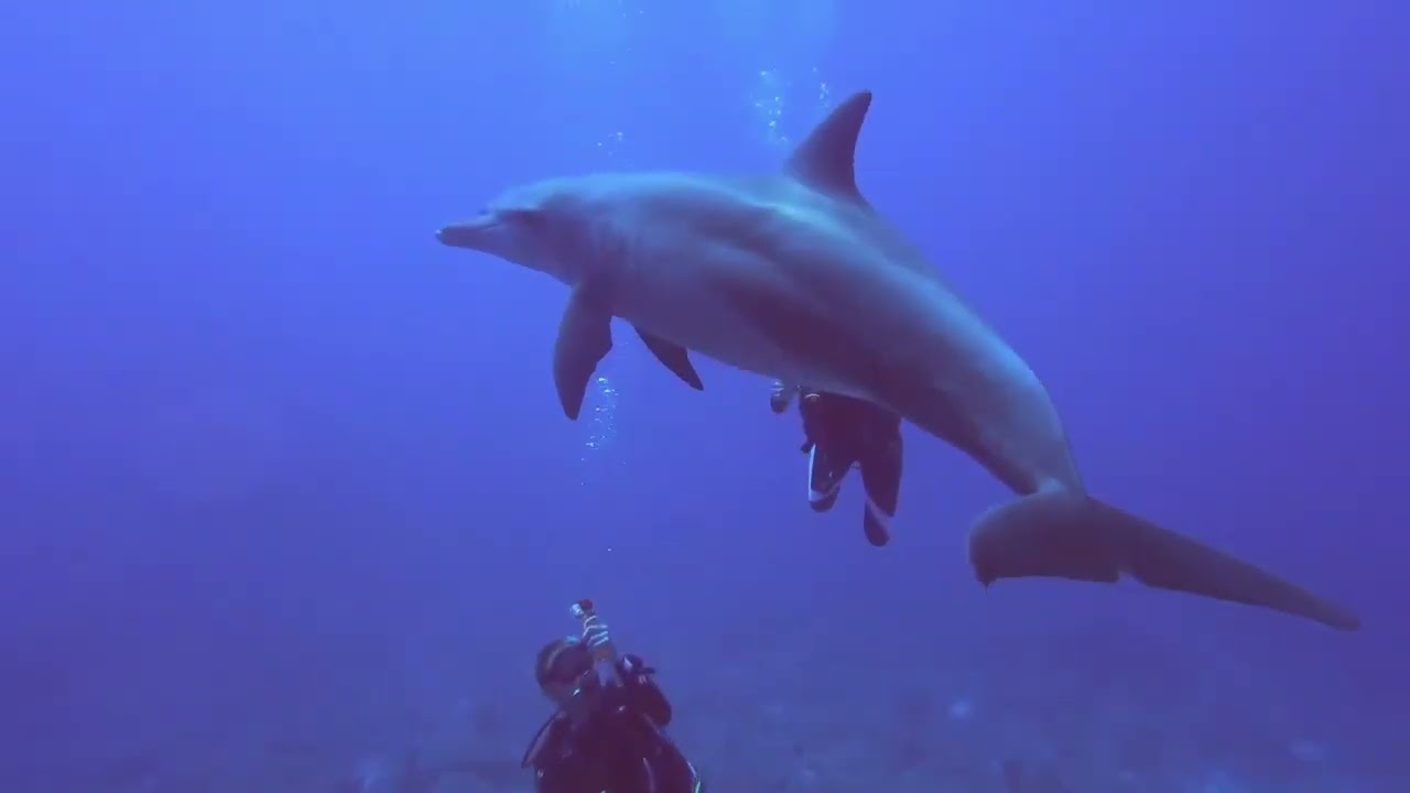 Tauchen im Roten Meer 2019 - Red Sea Diving (Robinson Club Soma Bay)