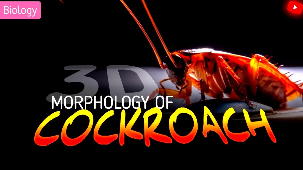 Анимация с тараканом для 11 класса (подготовка к NEET) || 3D-анимация || @LearnWith3DANIMATION49
