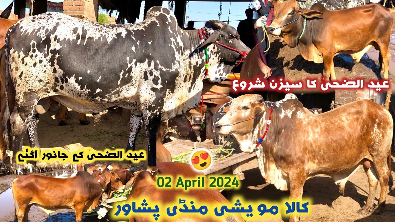 Kala Maweshi Mandi Peshawar 2/04/2024 New Updates | Eid Ul Azha Heavy Bulls Price 2024 | Izhar Ali