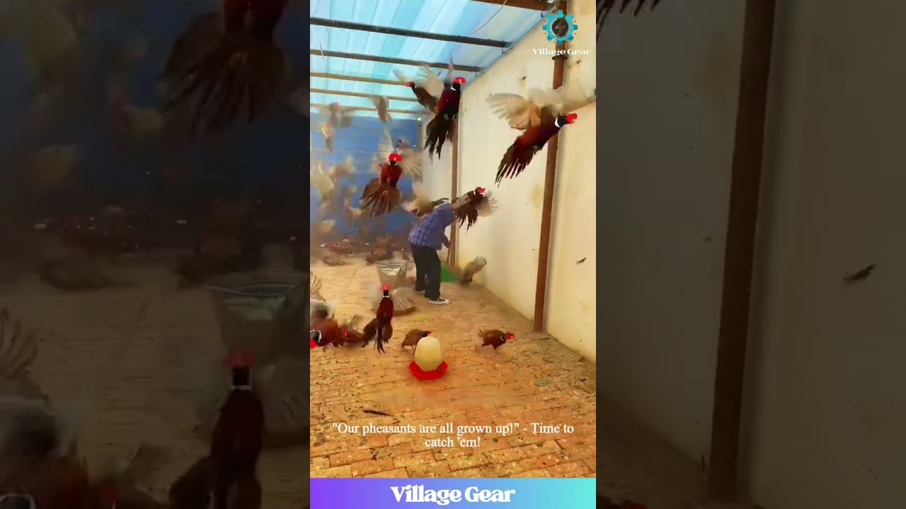 Pheasant Catching OLYMPICS! 🏅 These Birds Have MOVES! 😂 #pheasant #funnyanimals #farming #skills