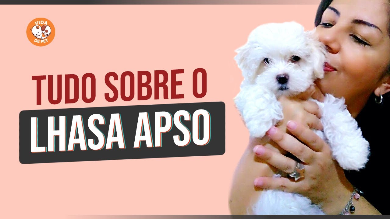CONHEÇA A RAÇA LHASA APSO