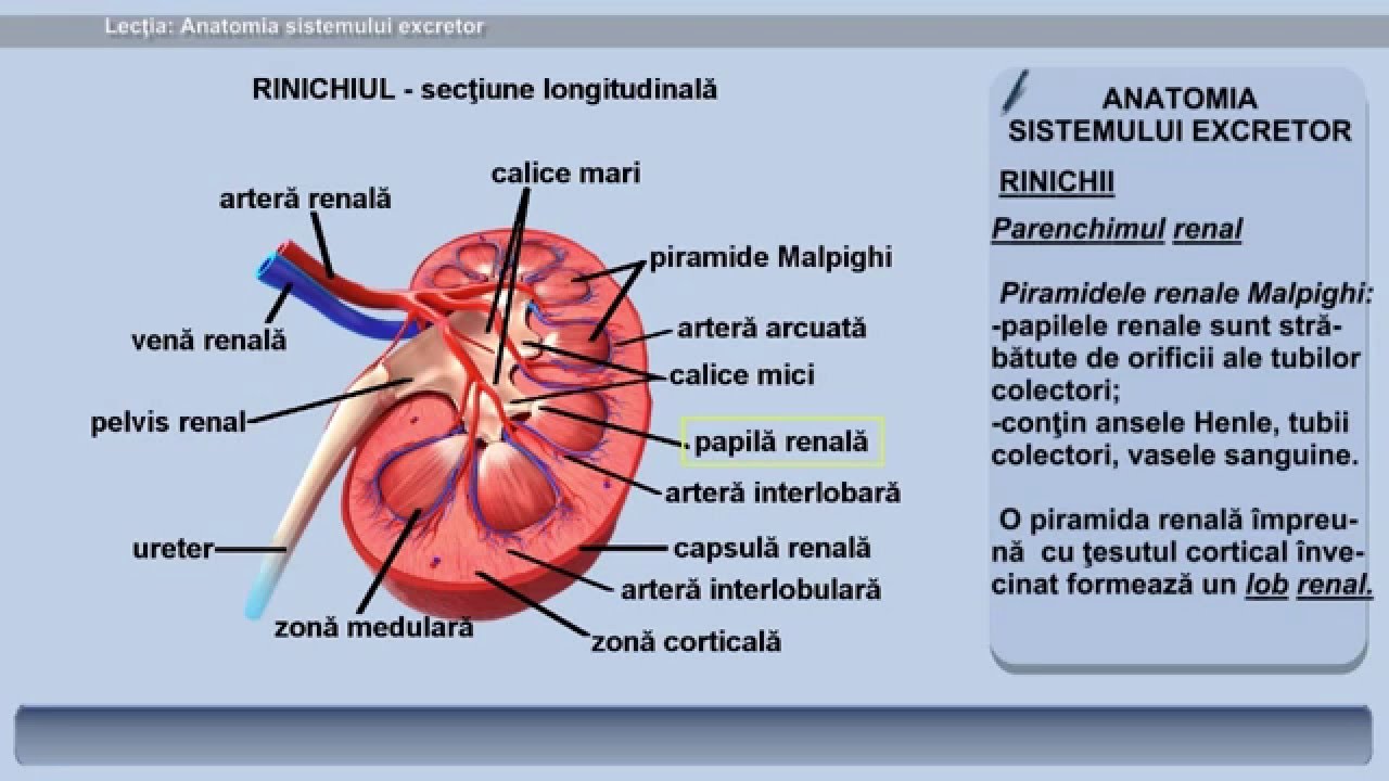 Lecția 31: Anatomia sistemului excretor