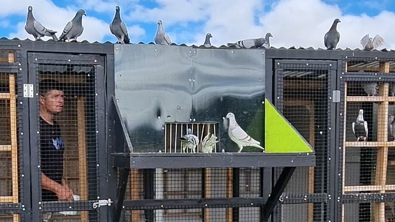 Flying My 2022 Racing Pigeon Team