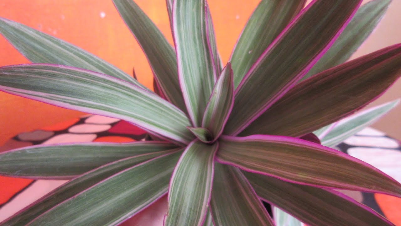 Como Cuidar EL RHOEO || Planta Tradescantia